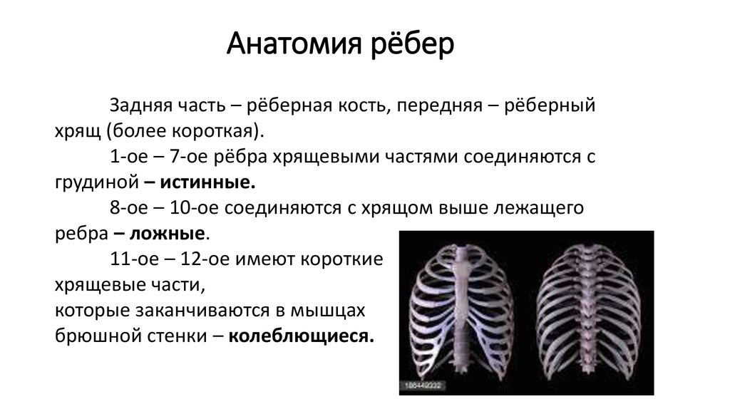 Сколько ребер на 1 стороне. Строение 11 ребра. Ребра и Грудина: строение, классификация ребер.. Ребра анатомия. Строение мужских ребер.