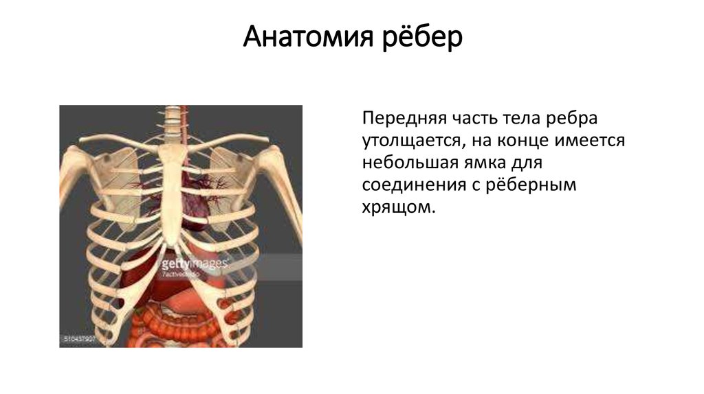 Сколько ребер на 1 стороне. Ребра анатомия. Строение ребра. Рёбра человека строение. Ребра передняя часть.