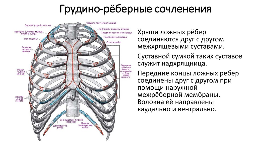 Соединение между ребрами. Реберно грудинный сустав. Грунореберные суставы. Грудино реберный синхондроз 1 ребра. Анатомия грудной клетки: соединения ребер.