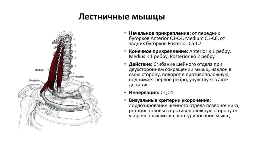 Лестничные мышцы анатомия. Передняя средняя и задняя лестничные мышцы. Задняя лестничная мышца шеи анатомия. Функция передней лестничной мышцы. Передняя средняя и задняя лестничные мышцы функции.