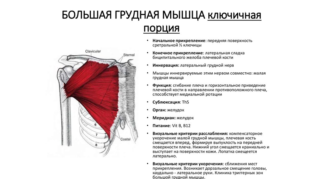 Малая грудная мышца картинка