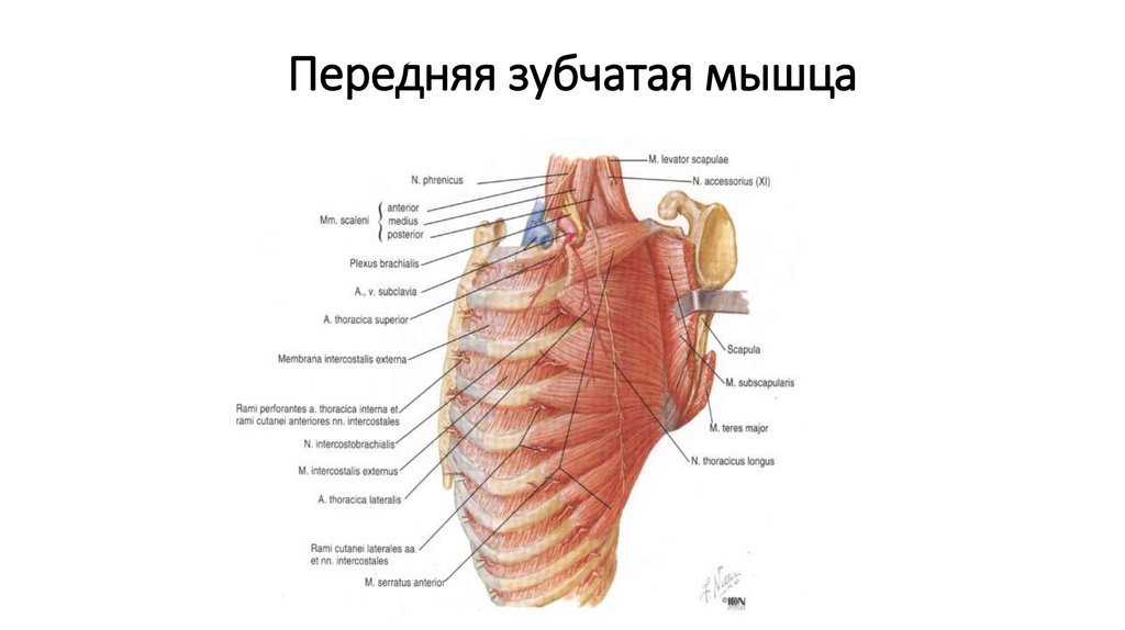 Зубчатая мышца. Место прикрепления передней зубчатой мышцы. Передняя зубчатая мышца начало прикрепление функции. Передняя зубчатая мышца вид сзади. Передняя зубчатая мышца вид спереди.