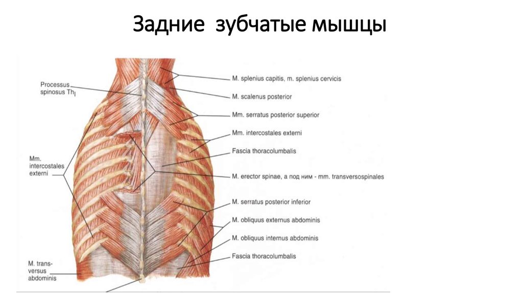 Мышцы спины и ребра. Верхняя задняя зубчатая мышца. Задняя нижняя зубчатая мышца анатомия и функции. Верхняя задняя зубчатая мышца функции. Мышцы спины верхняя задняя зубчатая мышца.