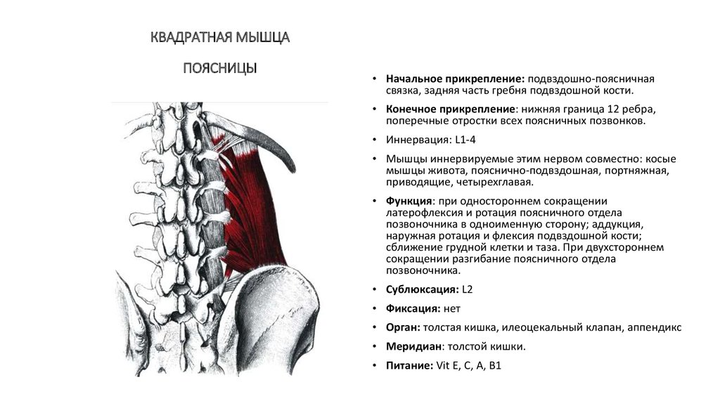 Квадратная мышца поясницы анатомия фото