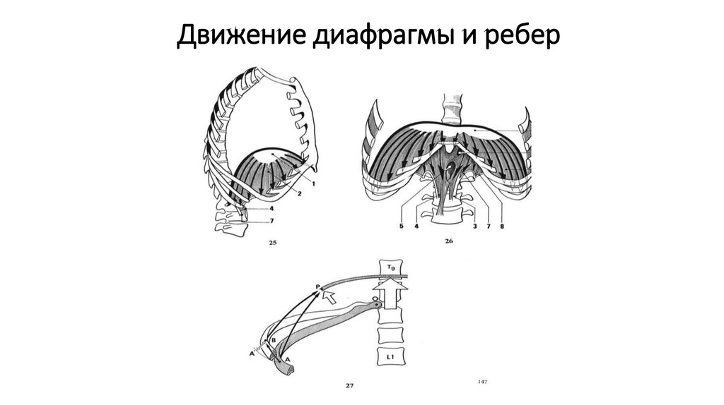 Мышцы диафрагмы грудной. Движение диафрагмы. Схема ребер диафрагма. Диафрагма на 6 ребре. Диафрагма на уровне 6 ребра.