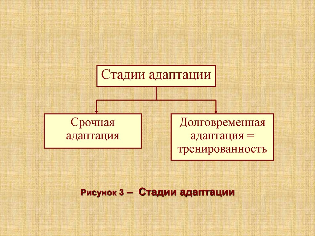 Стадии адаптации. Схема формирования срочной адаптации. Срочная адаптация и долговременная адаптация.. Стадии срочной адаптации. Стадии долговременной адаптации.