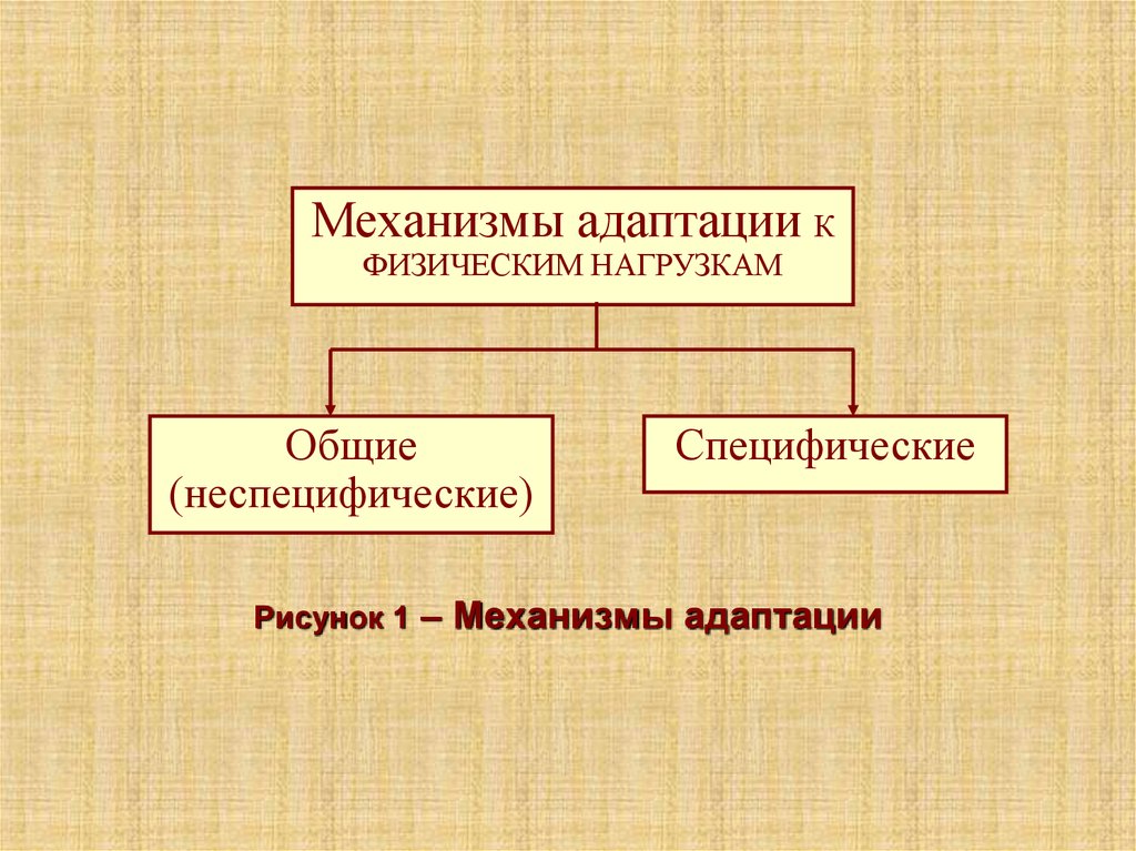 Схему механизмов адаптации