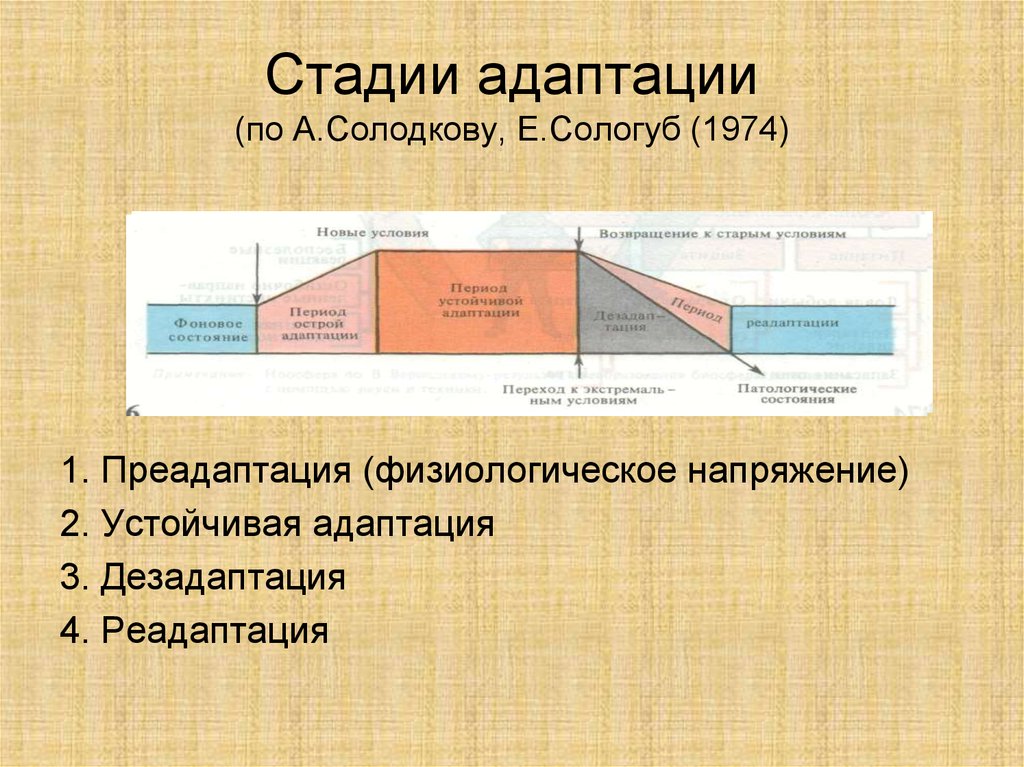 Стадии адаптации (по А.Солодкову, Е.Сологуб (1974)