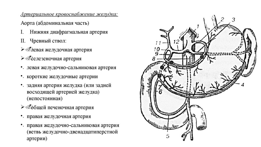 Схема кровоснабжения селезенки