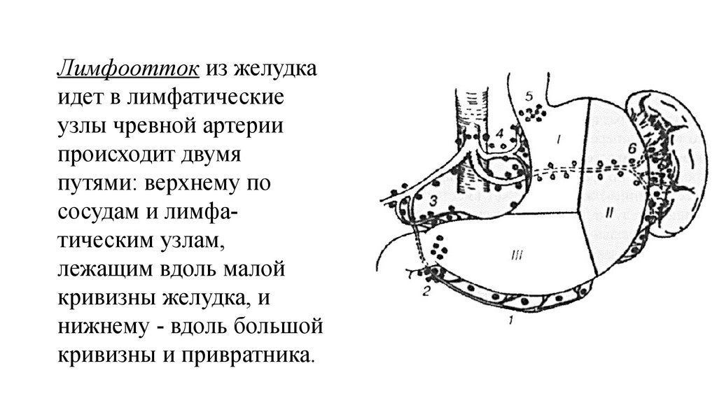 Лимфатические узлы желудка схема