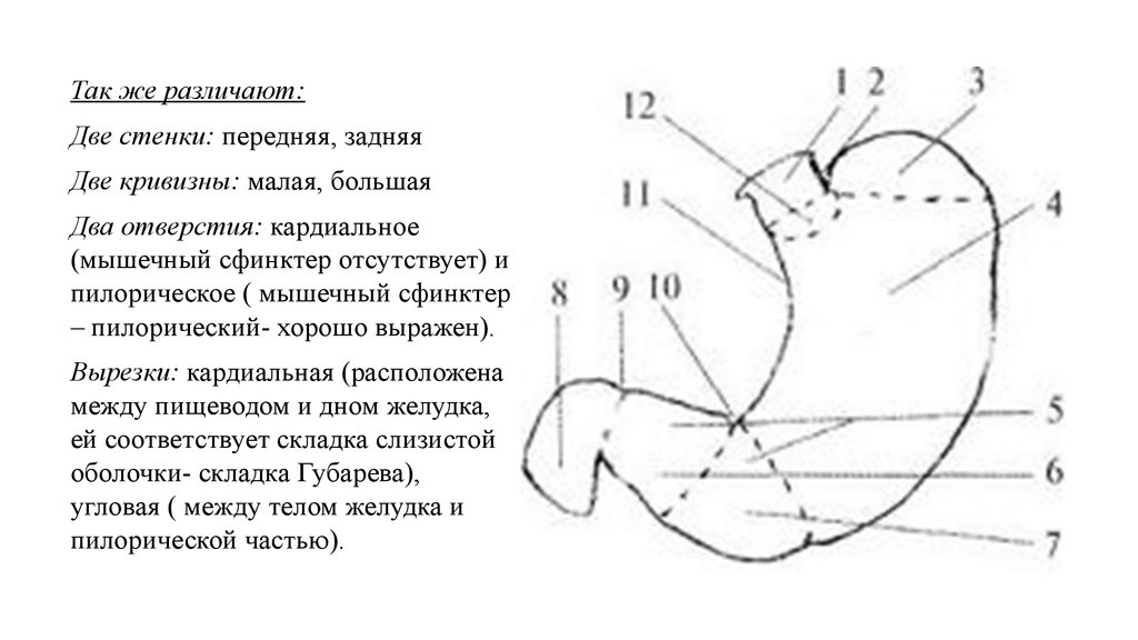 Части желудка. Кардиальная часть желудка. Строение желудка кардиальная часть. Кардиальная часть желудка анатомия. Строение желудка кривизны отверстия кардиальная часть.