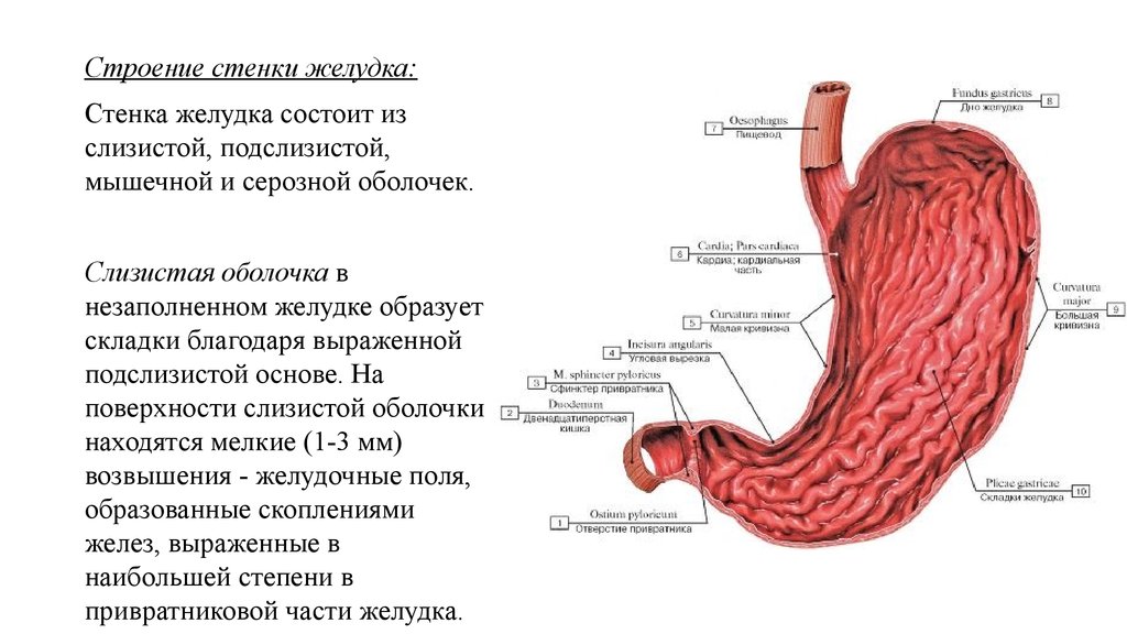 Слизистая оболочка жкт. Строение стенки желудка анатомия. Слизистая подслизистая оболочки желудка. Складки слизистой оболочки желудка образованы. Мышечная оболочка желудка функции.