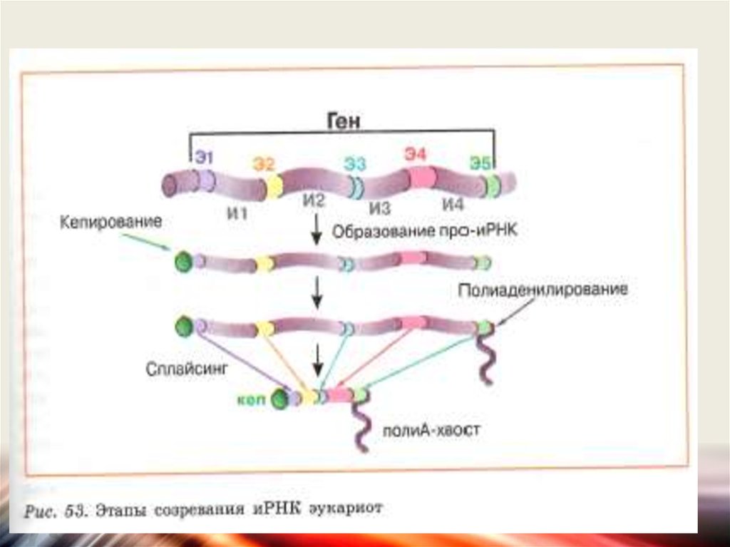 Процесс созревание рнк. Схема образования ИРНК У эукариот. Этапы созревания ИРНК эукариот. Созревание РНК схема. Этапы созревания ИРНК.