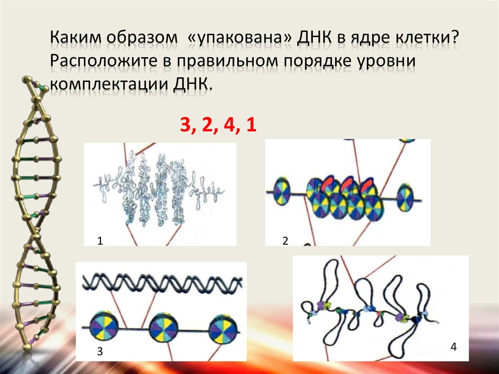 Каким образом про. Каким образом упакована ДНК В ядре клетки. Уровни комплектации ДНК. Уровень упаковки ген материала. Уровни ДНК В ядре.