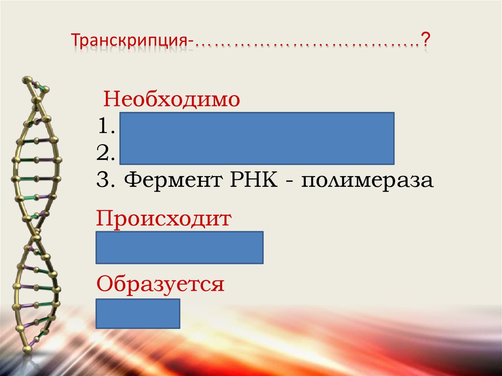 Днк цепь 3 и 5. Гены и хромосомы ОГЭ. Осуществляется ферментом РНК полимеразой. Что необходимо для транскрипции. Транскрипция происходит в.