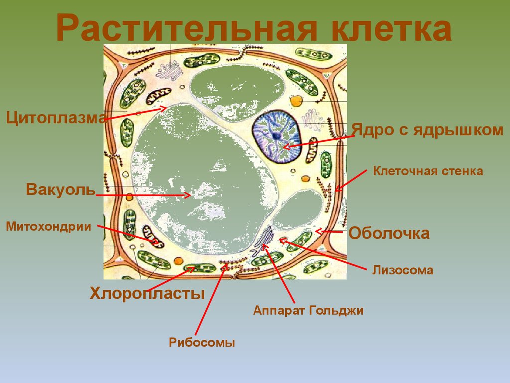 Пример растительной клетки. Биология 6 класс структура клетки растений. Структура растительной клетки 6 класс биология. Структура растительной клетки 6. Структура растительной клетки 6 класс ВПР.