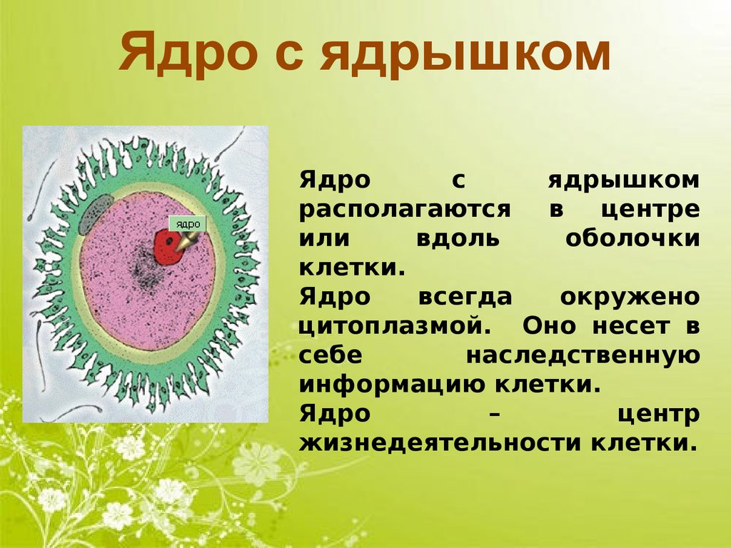 Доклад на тему биология класс. Презентация по теме клетка. Презинтация на тему колятка. Презентация по биологии на тему клетка. Презентация на тему клетка растительная.