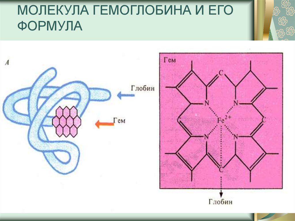 Молекула гемоглобина. Молекула гемоглобина формула. Гемоглобин формула химическая молекулярная. Химическая структура гемоглобина формула. Строение Глобина гемоглобина.