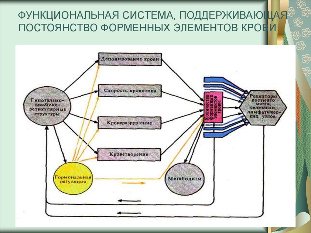 Функциональная система элементы функциональной системы. Функциональная система поддержания форменных элементов крови. Функциональная система поддерживающая постоянство PH крови. Строение функциональной системы. Структуры функциональной системы крови.