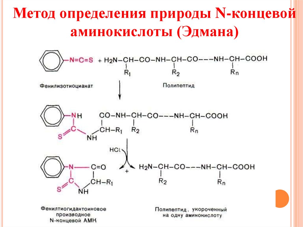 Концевые аминокислоты. Методы определения n-концевых аминокислот:. Метод определения n концевых аминокислот. Определения концевой аминокислоты ДНФ-методом. Методы определения с-концевых аминокислот:.