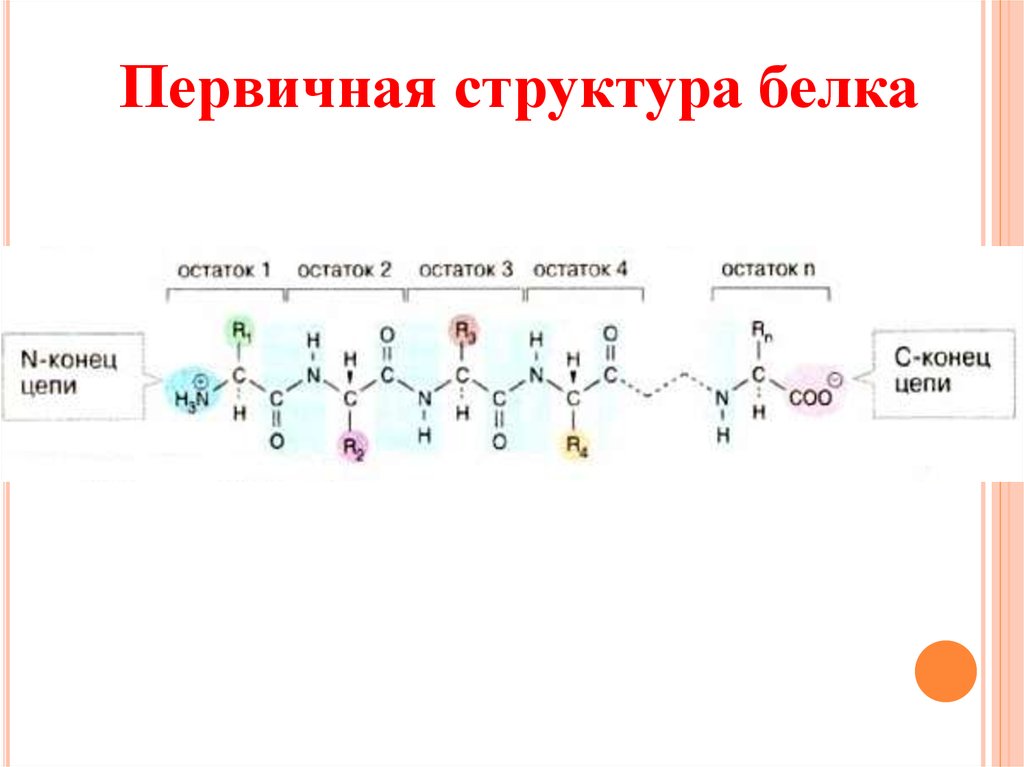 Первичная структура белков рисунок. Первичная структура белка биохимия. Строение первичной структуры белка. Строение белков первичная структура.