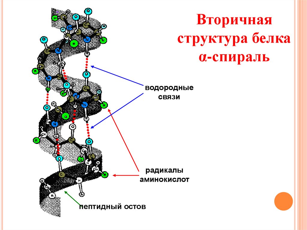 Вторичная структура белка картинка