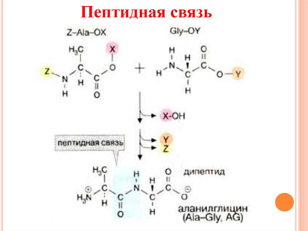 Пептидная группа белка. Пептидная связь биохимия белков. Строение пептидной связи. Пептидная связь соединяет. Вещества с пептидной связью.