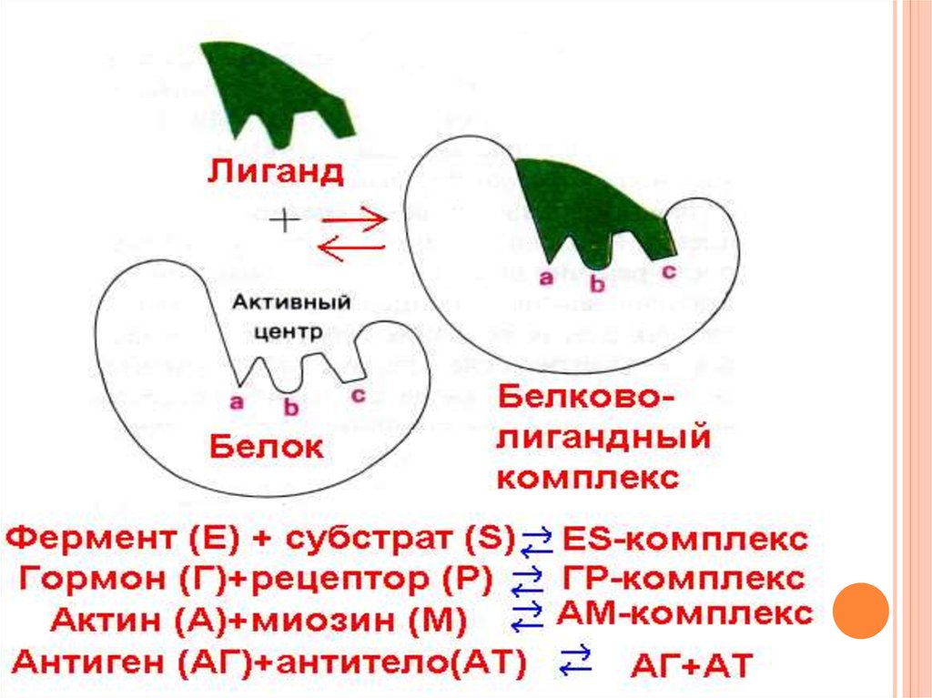 Активные белки. Структура активного центра белка. Активный центр белка. Лиганд это биохимия. Лиганд и активный центр.