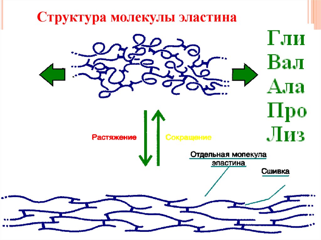 Синтез эластина схема биохимия