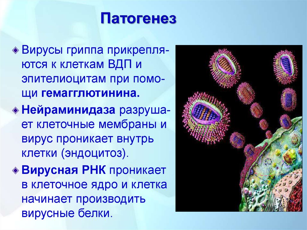 Белки вируса гриппа. Нейраминидаза вируса гриппа. Вирус проникает внутрь клетки. Мембранные вирусы. Гемагглютинин и нейраминидаза вируса гриппа.