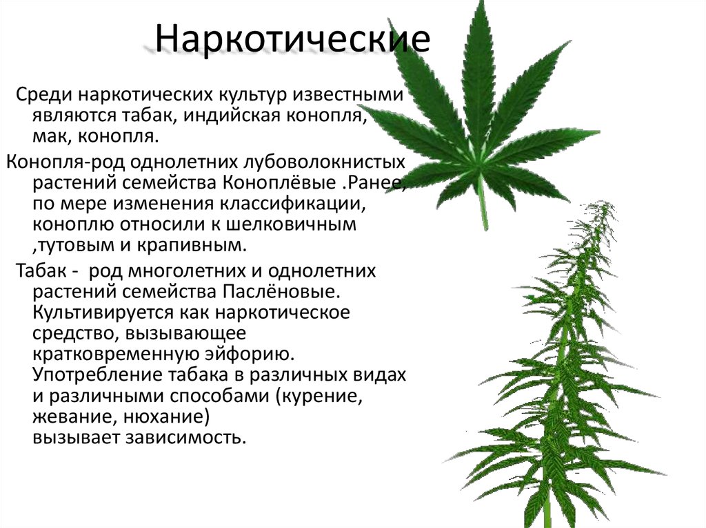 Меры борьбы с коноплей конопли законы о выращивании марихуаны в россии
