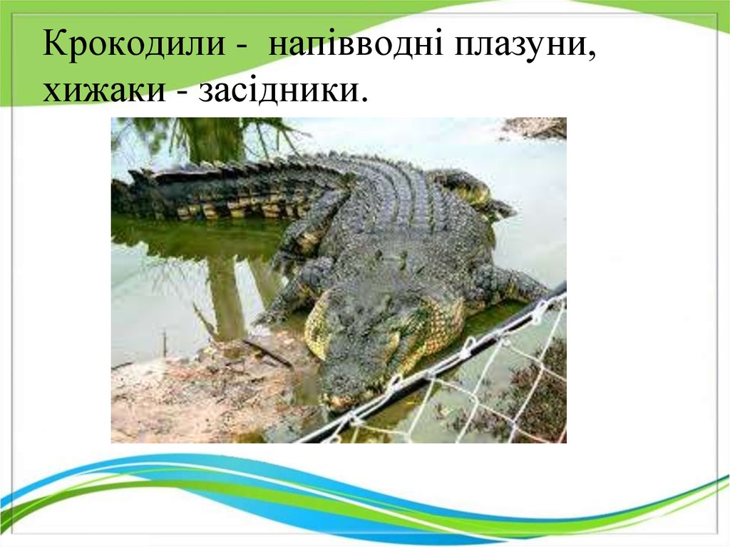 Крокодили - напівводні плазуни, хижаки - засідники.
