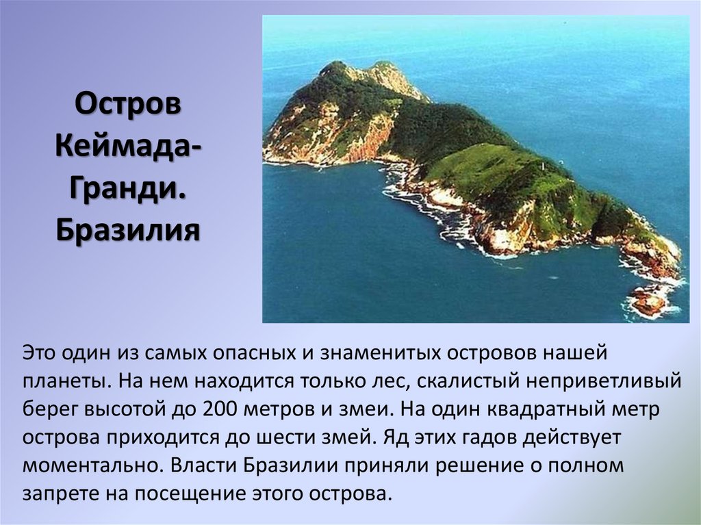 Остров змей история. Остров Кеймада-Гранди Бразилия. Остров змей Кеймада-Гранди. Самый опасный остров Кеймада Гранди. Змеиный остров Кеймада-Гранди Бразилия.