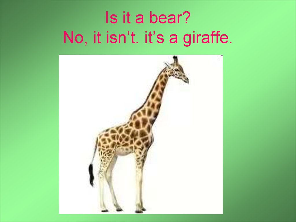 Is it a bear? No, it isn’t. it’s a giraffe.