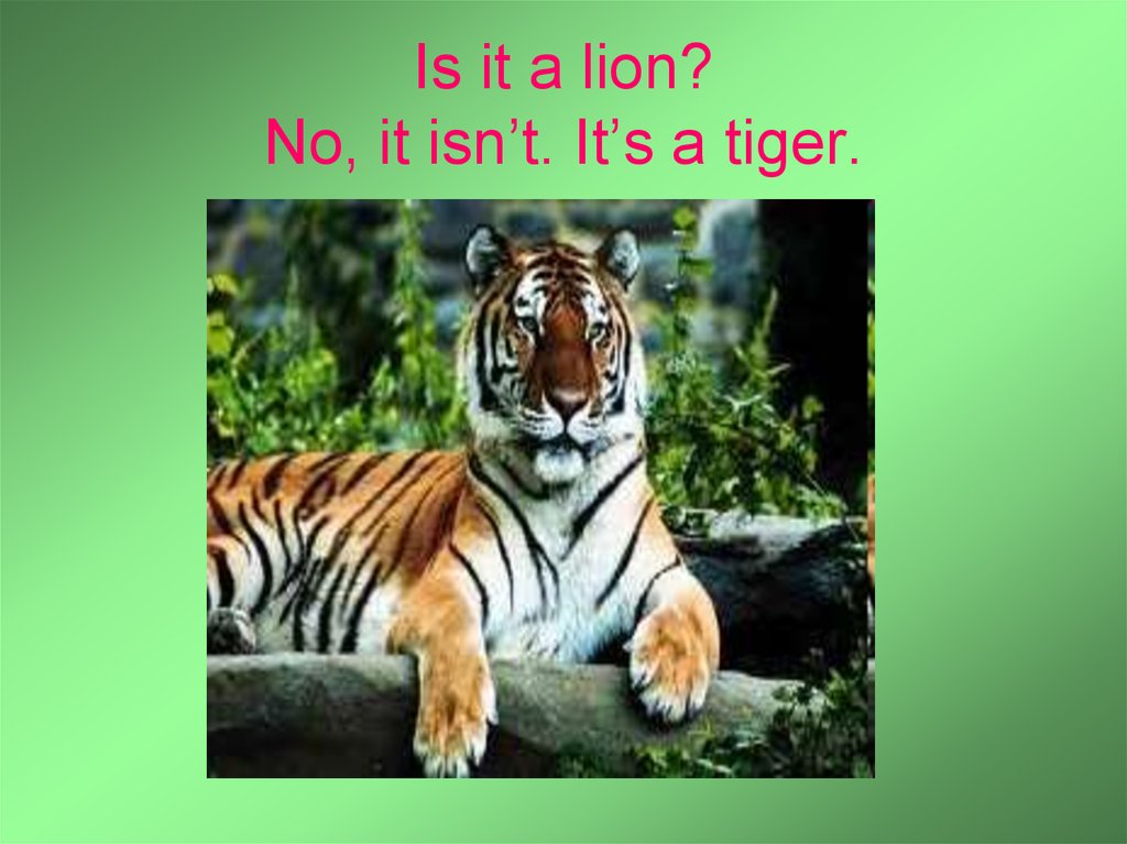 Is it a lion? No, it isn’t. It’s a tiger.