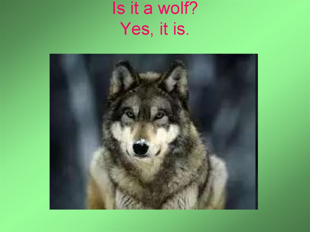 Is it a wolf? Yes, it is.