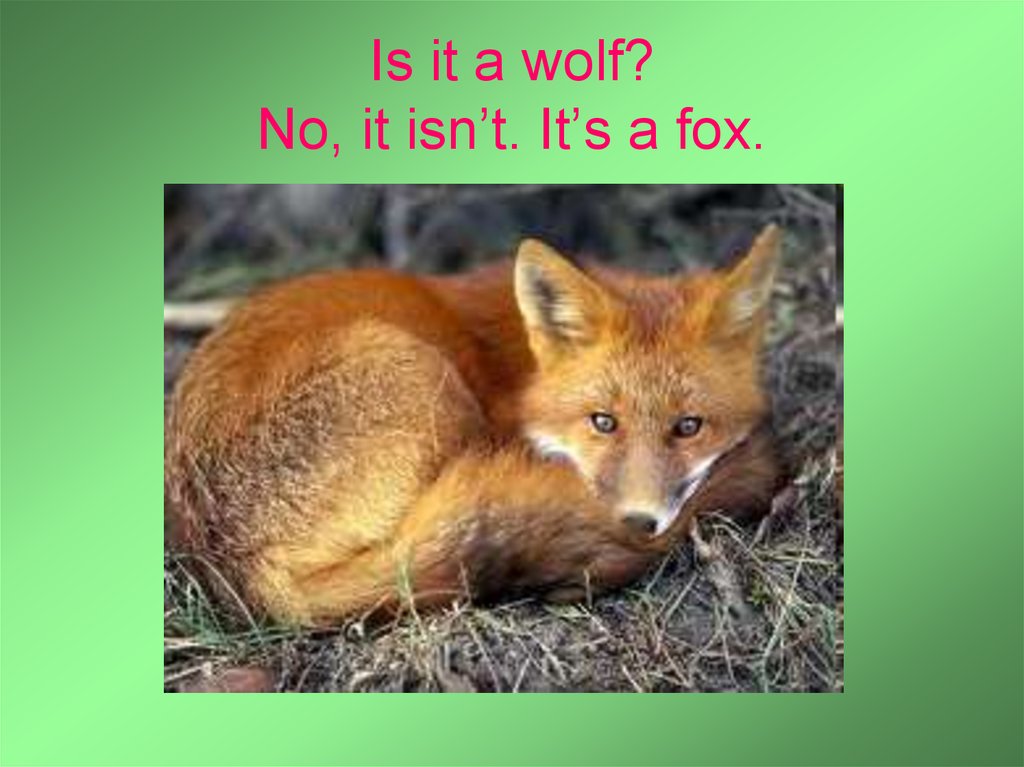 Is it a wolf? No, it isn’t. It’s a fox.