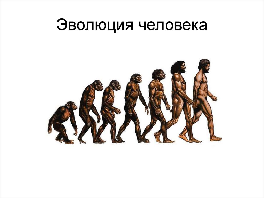 Эволюция видна. Развитие человека. Эволюция человека. Филогенез человека. Эволюция современного человека.