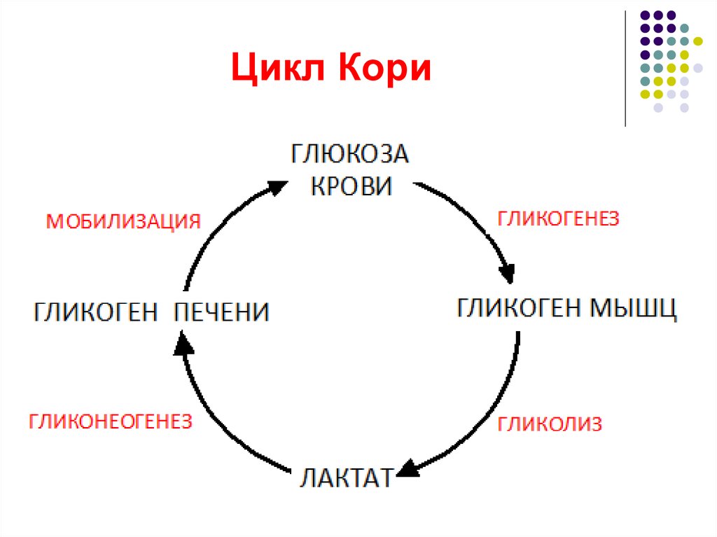 Цикл кори схема