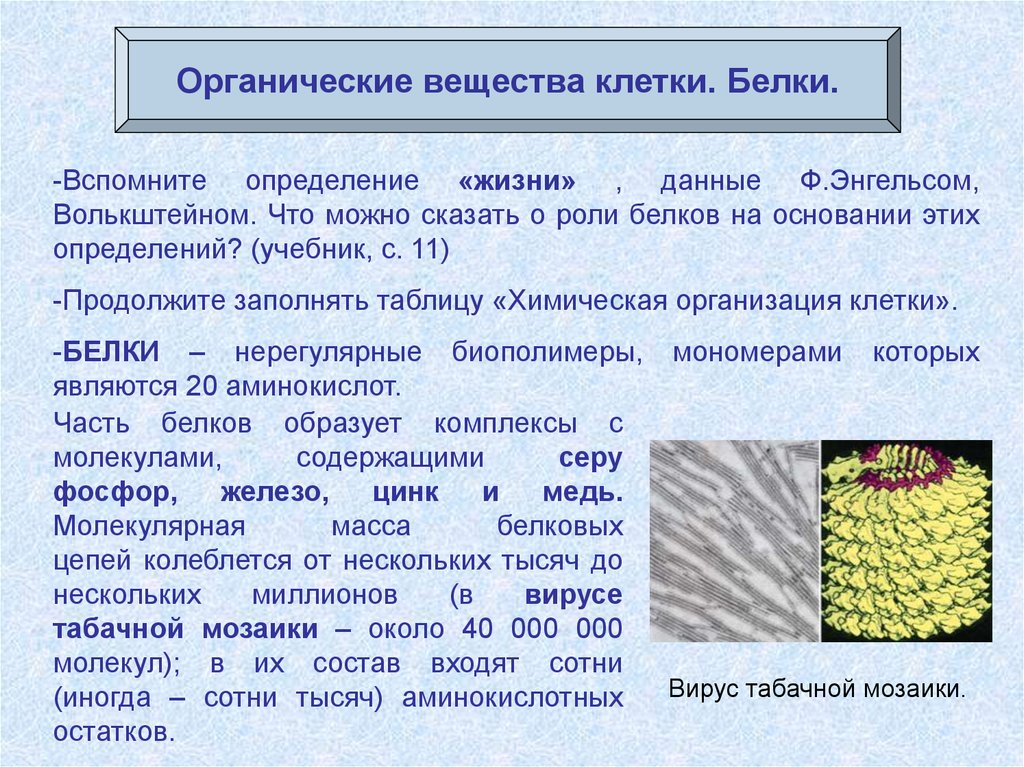 1 органические вещества организмов. Органические вещества клетки. Органические соединения белки. Органические соединения клетки. Органические вещества клетки классификация.