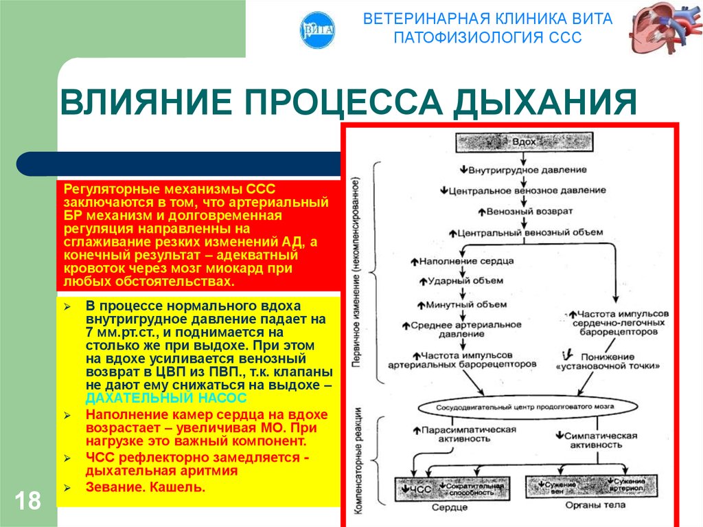 Влияние процессов. Влияние дыхания на артериальное давление физиология. Симпатическая регуляция артериального давления. Факторы влияющие на венозный возврат. Патология физиологии сердечно сосудистой системы.