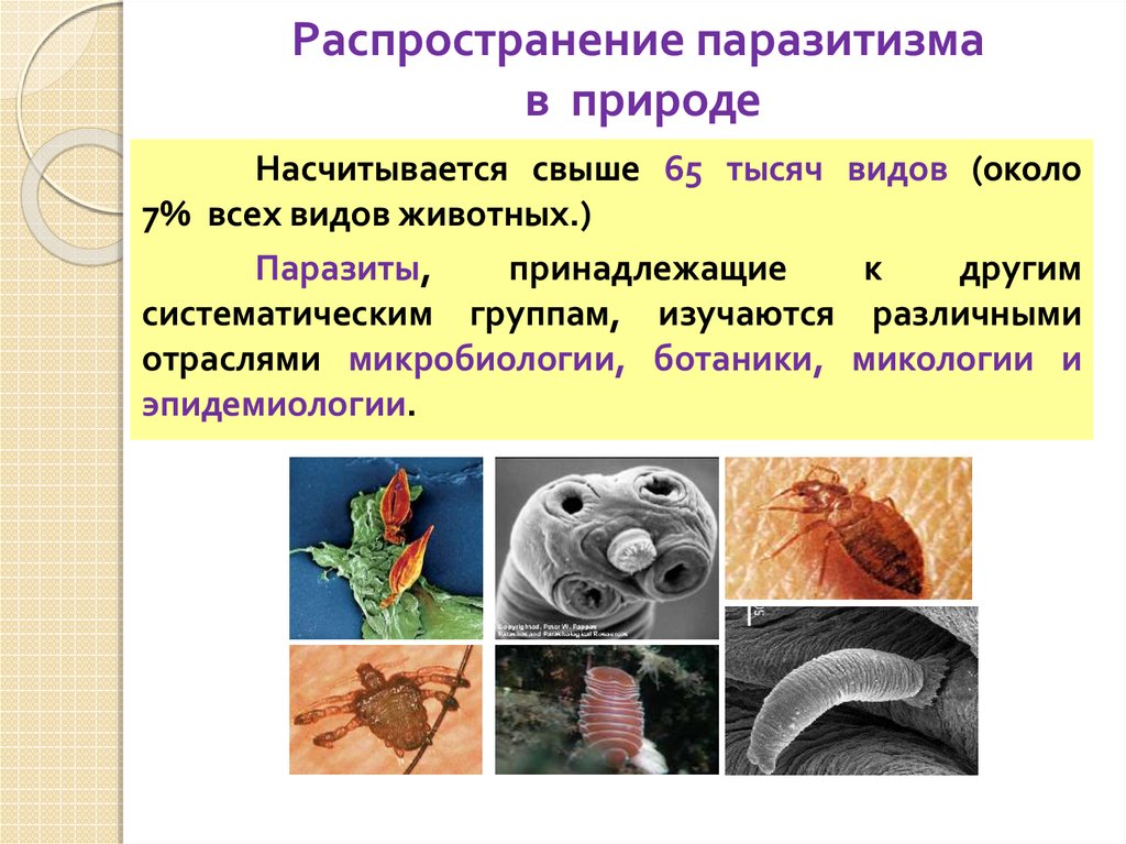 Паразитология клещи презентация