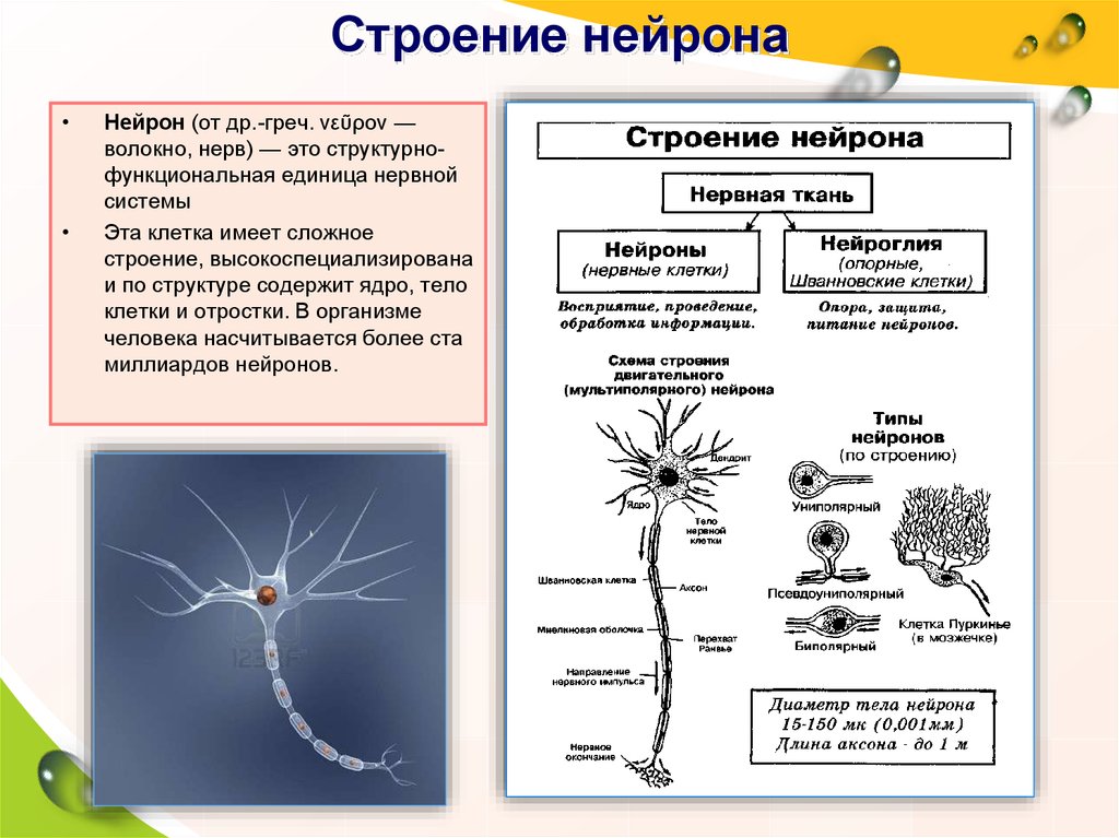 Основная клетка нервной системы. (Структура и функции формирования нейронов. Нервная ткань - расположение, строение. Строение нейрона.. Нейрон строение и функции нервной клетки. Строение нейрона анатомия человека.