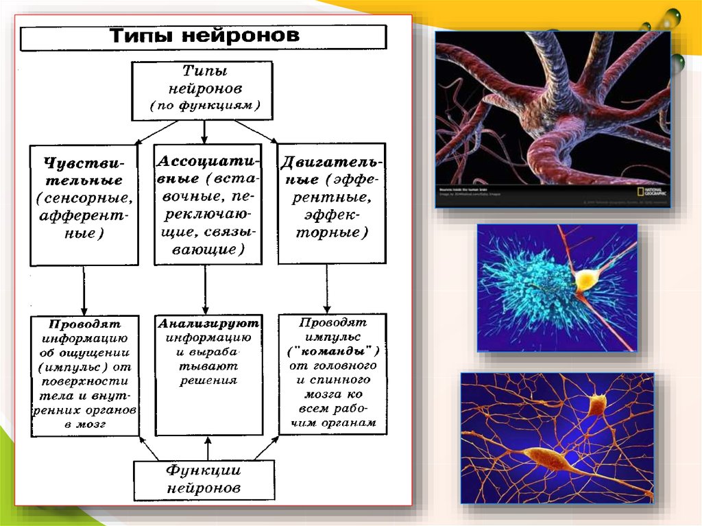 Нервные клетки какие свойства