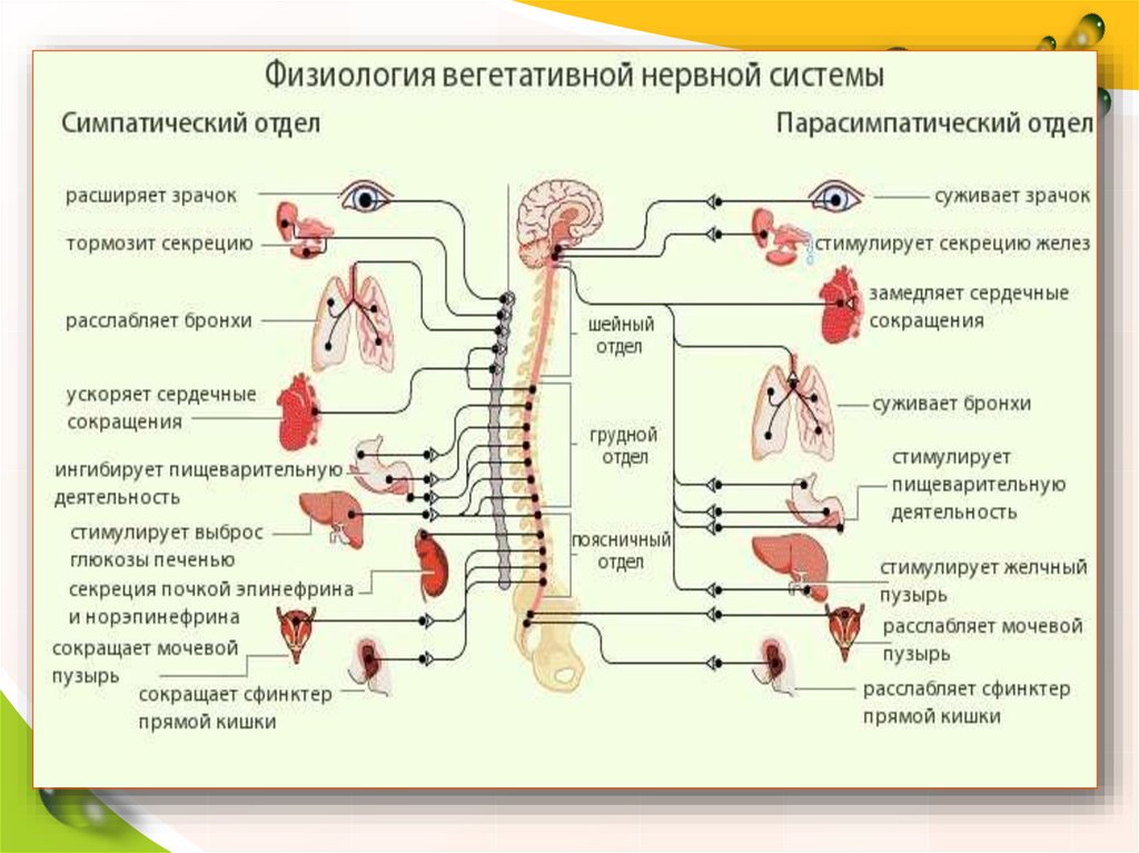 Автономная н с. Схема строение отделов вегетативной нервной системы. Центры соматической и вегетативной нервной системы. Основные структуры вегетативной нервной системы. Схема строения парасимпатической части вегетативной нервной системы.