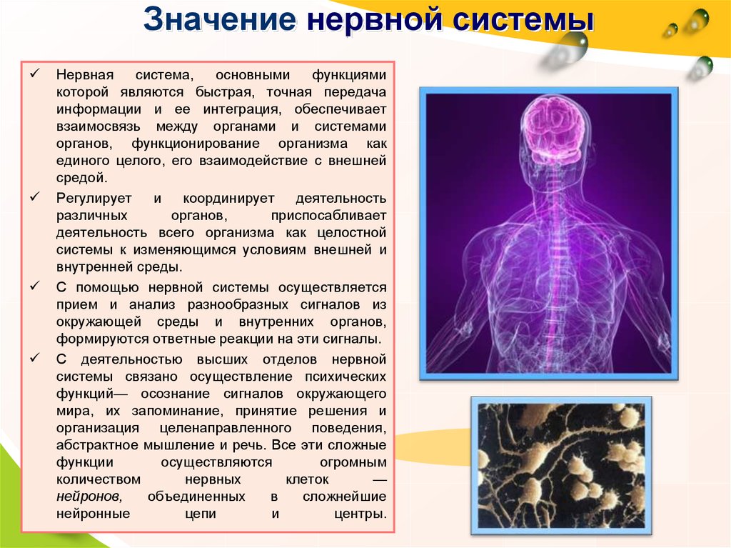 Какую роль играет нервная. Нервная система. Значение нервной системы. Нервная система человека. Знаен енервной системы.