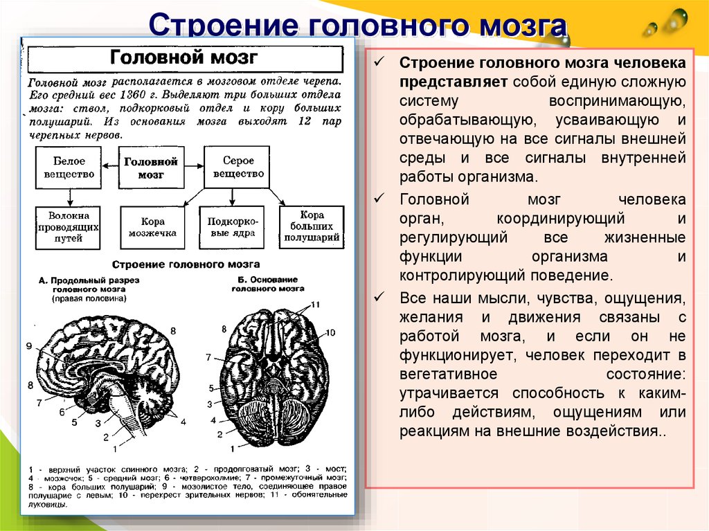 Центральная структура головного мозга. Структура отделов головного мозга схема. Строение головного мозга спереди. Строение и функции головного мозга схема. Структурно функциональное строение головного мозга.