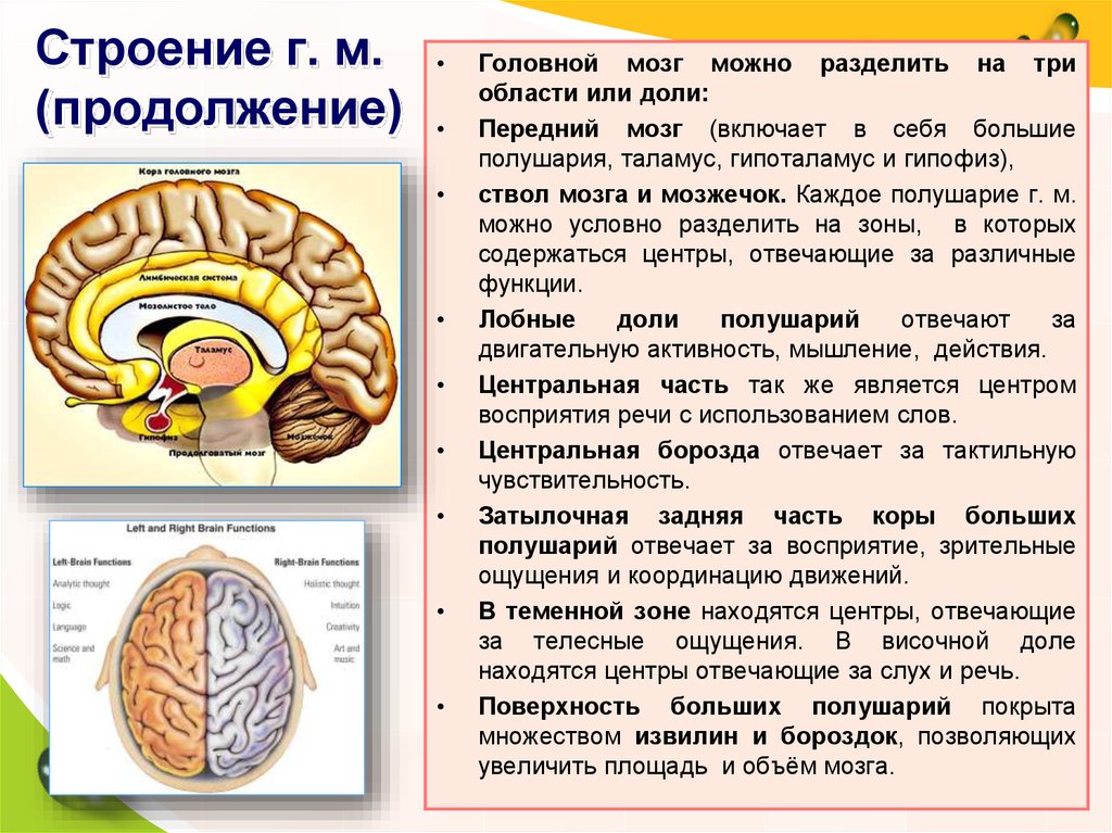 Функции полушарий мозга кратко. Строение головного мозга. Мозг человека строение и функции. Мозг человека анатомия кратко. Структуры переднего мозга.