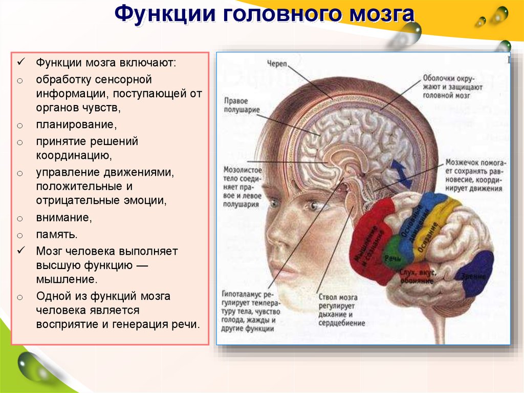 Слюноотделение какой отдел мозга. Структура головного мозга и функции. Головной мозг строение и функции. Отделы головного мозга структуры отделов функции. Функции основных отделов головного мозга.