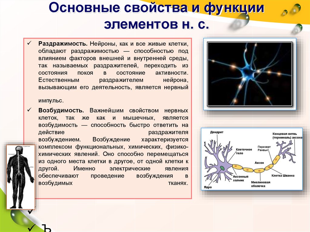 Какова роль раздражимости в жизни. Нейрон строение и функции. Характеристика нервной клетки. Структура и функции нейронов. Основные функции нервной клетки.